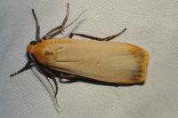 Katha depressa