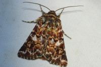 Anarta myrtilli