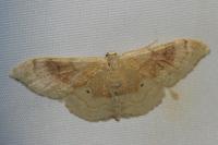 Idaea degeneraria