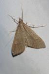 Mecyna asinalis