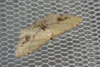Idaea dimidiata