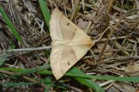 Crocallis elinguaria