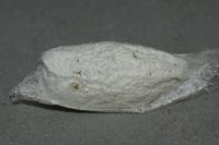 Pseudoips prasinanus