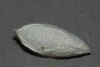 Pseudoips prasinanus