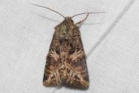 Anarta odontites