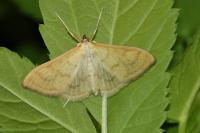 Paratalanta hyalinalis