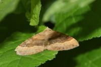 Scotopteryx chenopodiata