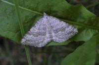 Scotopteryx octodurensis octodurensis