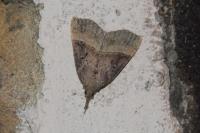 Hypena rostralis