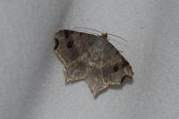 Macaria alternata