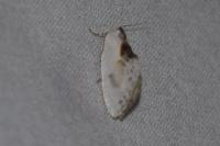 Cilix glaucata