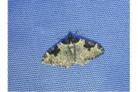 Xanthorhoe fluctuata