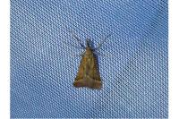 Synaphe punctalis