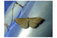 Idaea ochrata