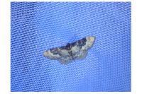 Idaea rusticata