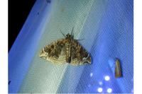 Eulithis prunata