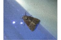 Mesoligia furuncula