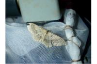 Idaea aversata