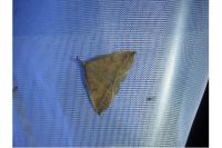 Polypogon plumigeralis