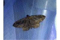 Philereme transversata