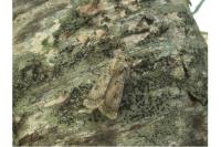Agrotis ripae