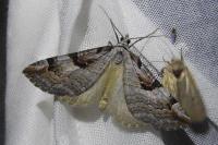 Aplocera praeformata