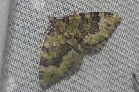 Colostygia olivata
