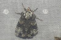 Craniophora ligustri