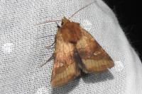 Eriopygodes imbecilla