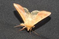 Helicoverpa armigera