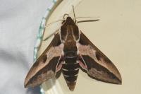 Hyles euphorbiae