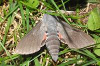 Hyles vespertilio