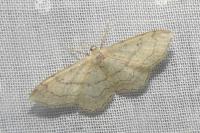 Idaea aversata
