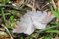 Macaria liturata