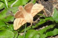 Malacosoma castrense