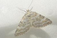 Perizoma albulata