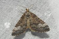 Perizoma hydrata