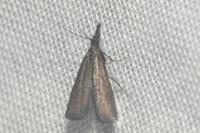 Platytes cerussella