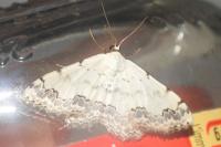 Scopula decorata