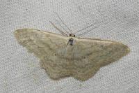 Scopula incanata