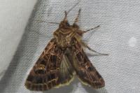 Sideridis reticulata