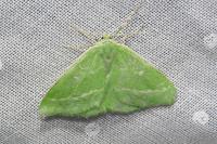 Thetidia smaragdaria