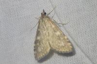 Udea olivalis