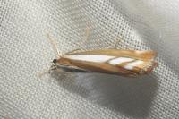 Catoptria