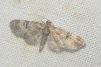 Eupithecia linariata/pulchellata/pyreneata