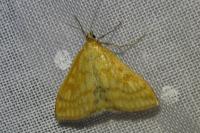 Sitochroa verticalis