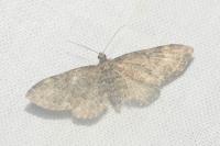 Eupithecia