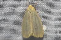 Cybosia mesomella