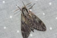 Hyloicus pinastri
