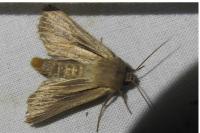 Leucania comma